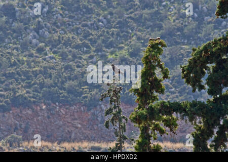 Nafplio, Grecia, 21 febbraio 2017.una poiana Buteo buteo a Nafplio. Foto Stock