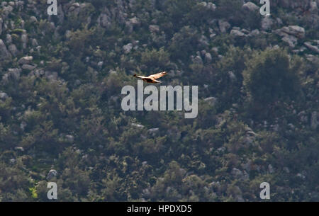 Nafplio, Grecia, 21 febbraio 2017.una poiana Buteo buteo a Nafplio. Foto Stock