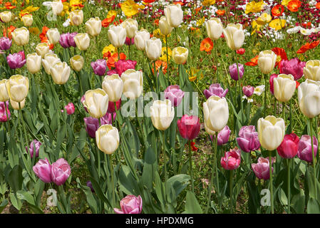 I tulipani aiuola Foto Stock