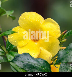 Alamanda giallo fiore con gocce di acqua dopo la pioggia. Foto Stock