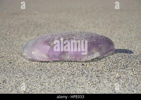 Meduse viola su una spiaggia di sabbia in Isole Lofoten in Norvegia Foto Stock