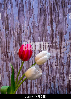 Il bianco e il rosso/rosa tulipani con spazio di copia Foto Stock