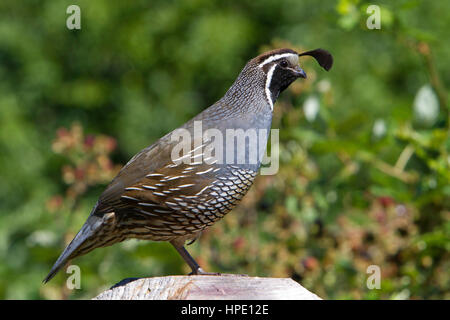 California Quaglia (Callipepla californica) maschio adulto close-up vocalising arroccato in Nanaimo, Vancouver, BC, Canada Foto Stock