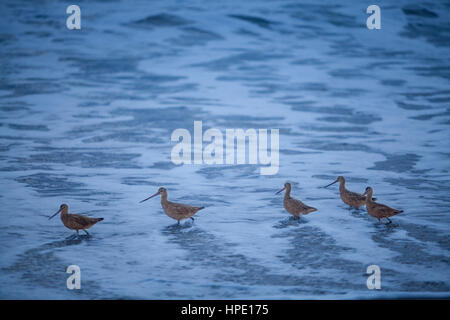 In marmo ricerca godwits la spiaggia per gli alimenti durante una nebbia tramonto a Hendry spiaggia di Santa Barbara in California Foto Stock