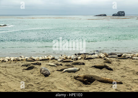 Elefante maschio delle guarnizioni di tenuta sono molto più grandi delle femmine e hanno un tronco-come naso, da cui la specie prende il nome. Foto Stock