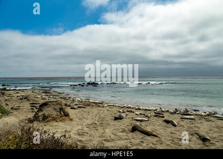 Elefante maschio delle guarnizioni di tenuta sono molto più grandi delle femmine e hanno un tronco-come naso, da cui la specie prende il nome. Foto Stock
