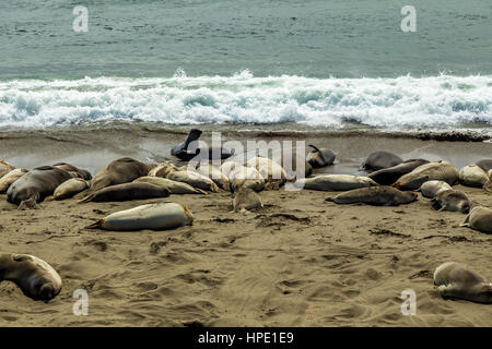 Elefante maschio delle guarnizioni di tenuta sono molto più grandi delle femmine e hanno un tronco-come naso, da cui la specie prende il nome. Foto Stock