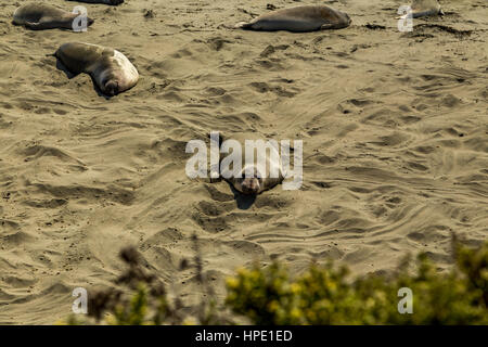 Elefante maschio delle guarnizioni di tenuta sono molto più grandi delle femmine e hanno un tronco-come naso, da cui la specie prende il nome. Foto Stock
