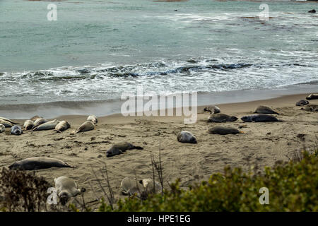 Elefante maschio delle guarnizioni di tenuta sono molto più grandi delle femmine e hanno un tronco-come naso, da cui la specie prende il nome. Foto Stock