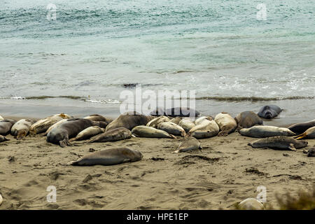 Elefante maschio delle guarnizioni di tenuta sono molto più grandi delle femmine e hanno un tronco-come naso, da cui la specie prende il nome. Foto Stock