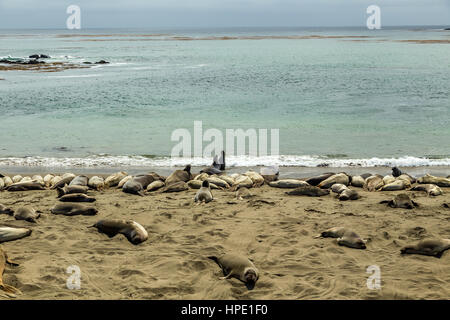 Elefante maschio delle guarnizioni di tenuta sono molto più grandi delle femmine e hanno un tronco-come naso, da cui la specie prende il nome. Foto Stock