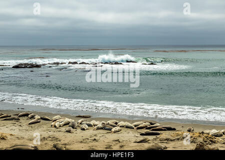 Elefante maschio delle guarnizioni di tenuta sono molto più grandi delle femmine e hanno un tronco-come naso, da cui la specie prende il nome. Foto Stock