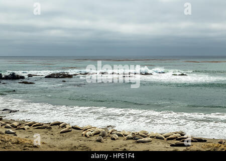 Elefante maschio delle guarnizioni di tenuta sono molto più grandi delle femmine e hanno un tronco-come naso, da cui la specie prende il nome. Foto Stock