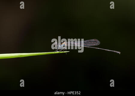 Ritratto di damselfly - Nero Threadtail (Prodasineura autumnalis) Foto Stock