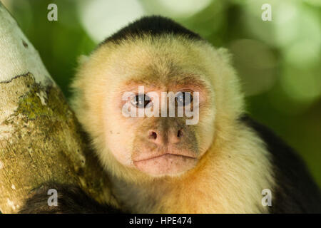 Bianco-testa di scimmia cappuccino, Cebus capucinus, noto anche come di fronte bianco-cappuccino o bianco-throated cappuccini. Qui mostrato in Manuel Antonio Nazione Foto Stock