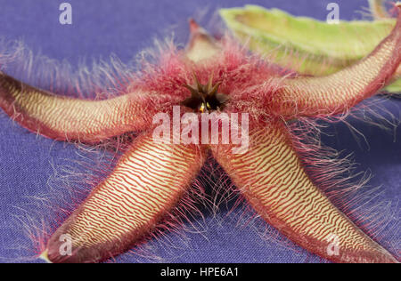 Carrion starfish cactus Foto Stock