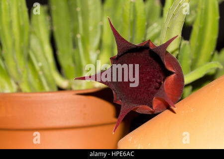 Bell carrion starfish cactus Foto Stock