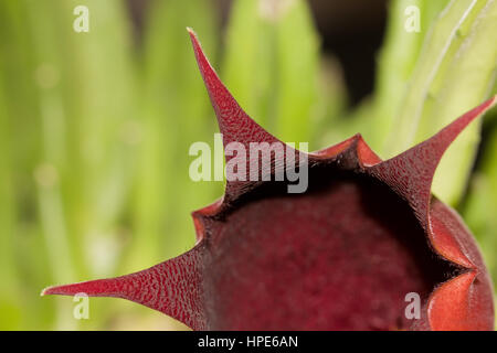 Bell carrion starfish cactus Foto Stock