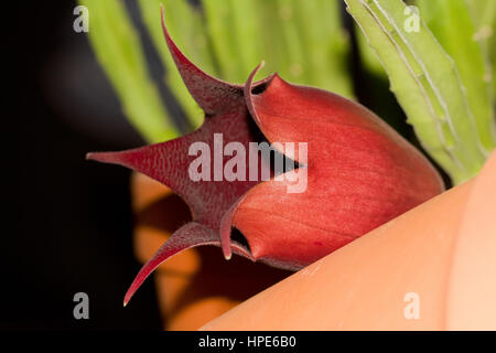 Bell carrion starfish cactus Foto Stock