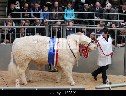 Una Charolais bull in parata anello in corrispondenza della vendita di Charolais bovini sul terzo e ultimo giorno di Stirling Bull vendita al Regno di aste in Stirling. Foto Stock