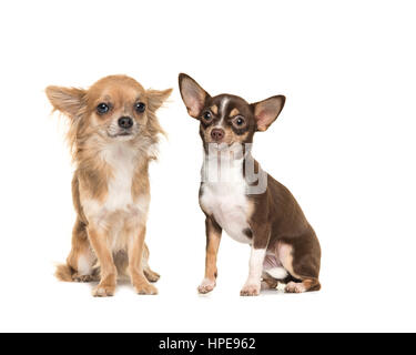 Due chihuahua cani uno dai capelli lunghi uno breve pelose, sia la seduta e rivolta verso la telecamera isolata su uno sfondo bianco Foto Stock
