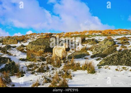 Pony Shetland su Dartmoor nella neve sopra Postbridge, Parco Nazionale di Dartmoor, Devon, Inghilterra Foto Stock