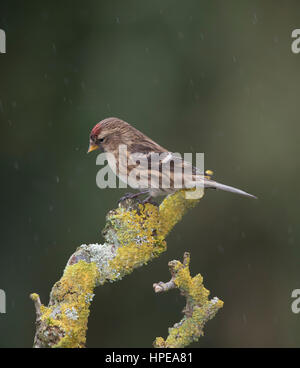 Redpoll (Carduelis flammea) su un lichene moncone coperto in inverno,Galles,2017 Foto Stock