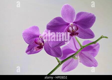 Pura fiori rosa di orchidee isolato su bianco Foto Stock