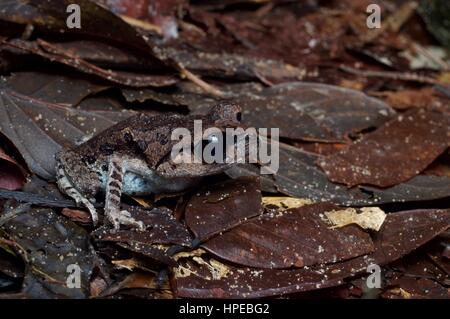 Un Inger's black-eyed lettiera (Rana ingeri Leptobrachium) in Santubong National Park, Sarawak, Est Malesia, Borneo Foto Stock