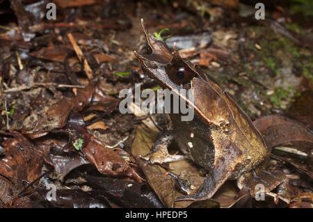 A: la malese Rana cornuta (Megophrys nasuta) mimetizzata nella figliata di foglia in Kubah National Park, Sarawak, Est Malesia, Borneo Foto Stock