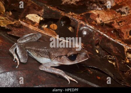 Una cucciolata di pianura (Rana Leptobrachium abbotti) hunkered giù a Kubah National Park, Sarawak, Est Malesia, Borneo Foto Stock