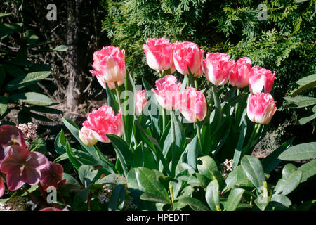 Rosa e bianco sfrangiato tulipani Foto Stock