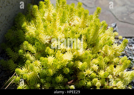 Sedum rupestre Angelina Foto Stock