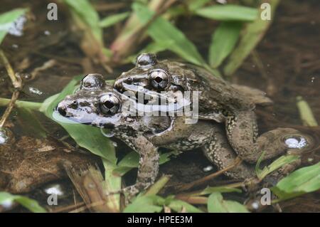 Una coniugata coppia di Lesser Swamp rane (Limnonectes paramacrodon) in un stagno poco profondo a Bako National Park, Sarawak, Est Malesia, Borneo Foto Stock