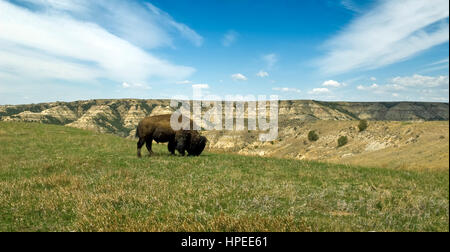 North American bison pascolando nella badlands del Parco nazionale Theodore Roosevelt, il Dakota del Nord, Stati Uniti d'America. Foto Stock