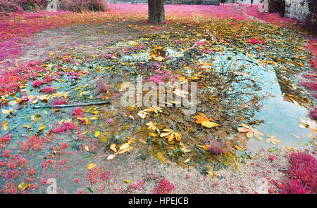 Albero di riflessione e di foglie cadute sul laghetto di pioggia Foto Stock