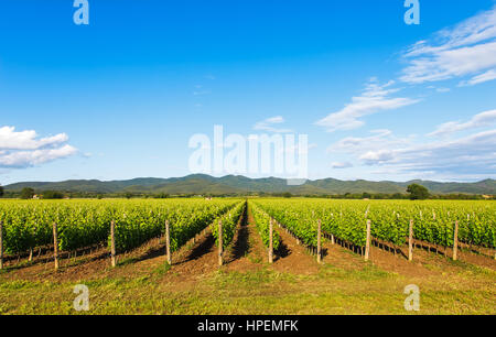 Vigneto di Bolgheri e colline sullo sfondo. Maremma Toscana, Italia, Europa. Foto Stock