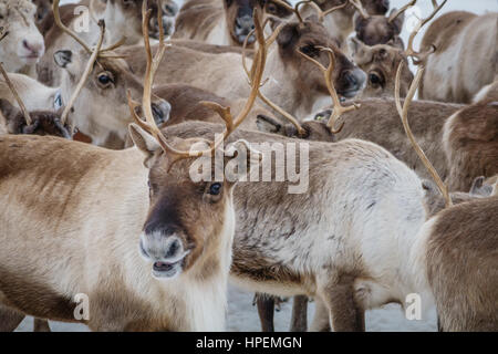 Allevamento di renne, renne imbrancandosi, l'Area Laponian, un patrimonio mondiale ubicazione, Svezia settentrionale Foto Stock