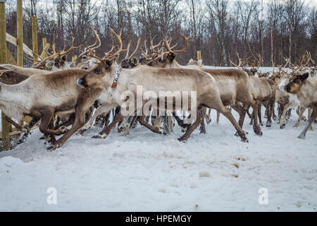 Allevamento di renne, renne imbrancandosi, l'Area Laponian, un patrimonio mondiale ubicazione, Svezia settentrionale Foto Stock