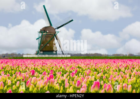 Mulini a vento e campi di tulipani pieno di fiori in Olanda Foto Stock