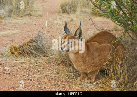 Caracal cat in appoggio, Namibia Foto Stock