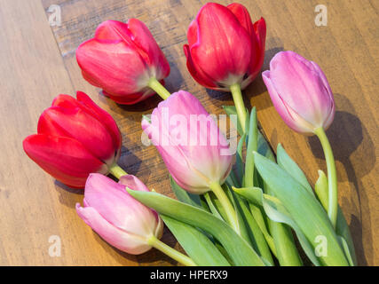 Tre Rosa & Tre rossi Tulip testate su un tavolo in legno di quercia con i loro steli verdi e foglie. Foto Stock