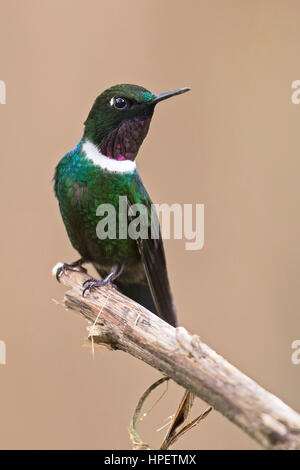 Gorgeted Sunangel (Heliangelus strophianus), reserva Bellavista, Tandayapa, Ecuador Foto Stock