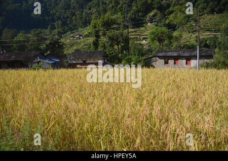 La coltura del riso nel campo pronto per la mietitura nei pressi del villaggio di Birethanti nel Santuario di Annapurna Himalaya,, Nepal, Asia Foto Stock