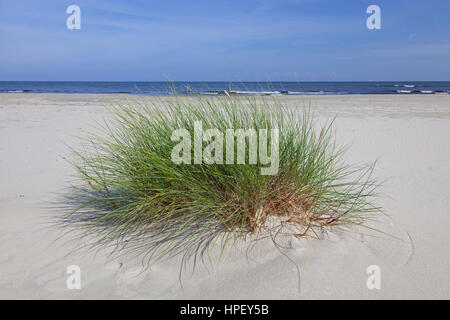 Marram europea erba / Europea beachgrass (Ammophila arenaria) nelle dune in estate Foto Stock