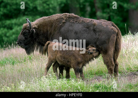 Il bisonte europeo / wisent / europeo del legno (bison Bison bonasus) mucca con vitello lattante nella prateria Foto Stock