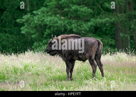 Il bisonte europeo / wisent / europeo del legno (bison Bison bonasus) torello nella prateria a bordo della foresta Foto Stock