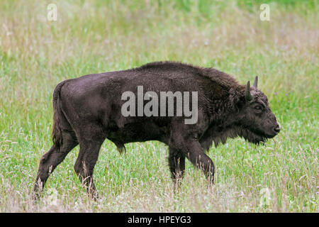 Il bisonte europeo / wisent / europeo del legno (bison Bison bonasus) torello nella prateria Foto Stock