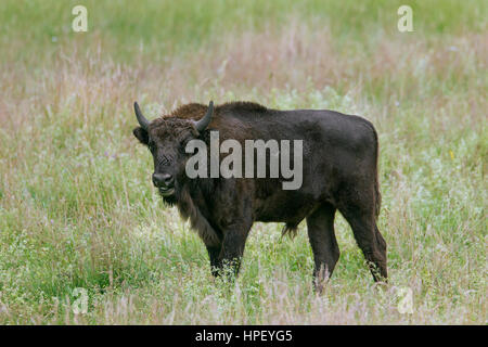 Il bisonte europeo / wisent / europeo del legno (bison Bison bonasus) torello nella prateria Foto Stock