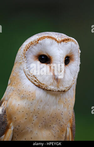 Il barbagianni (Tyto alba) close up verticale mostrante prominente disco facciale Foto Stock